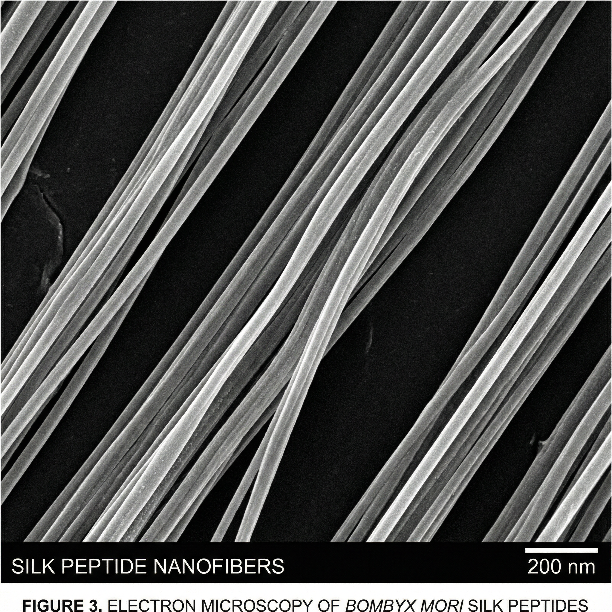 Silk peptides microscopy