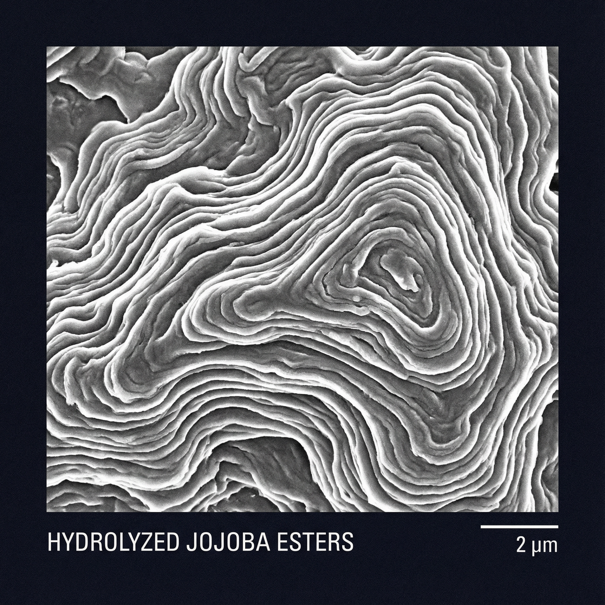 Hydrolyzed jojoba esters microscopy